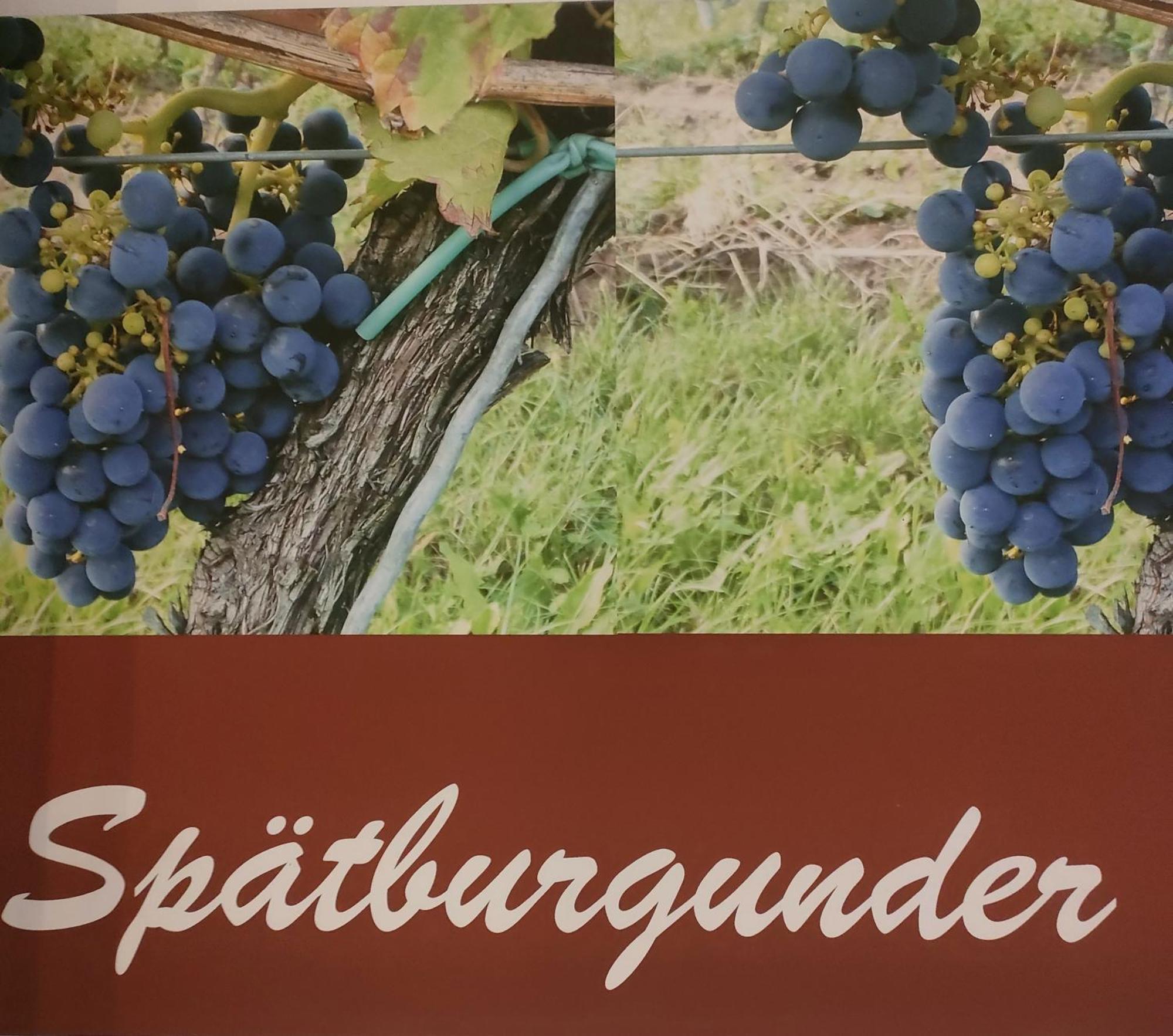Gaestezimmer / Weingut Peter Guest house